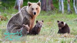 گشت‌زنی خرس مادر و توله‌هایی که امسال به دنیا آمدند